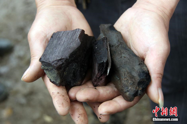 千年烏木重見天日-樹齡在4000年以上3