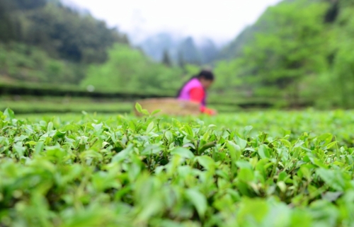 　　4月27日，柳溪村的村民在村內(nèi)的茶園采茶。