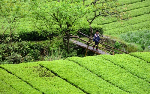 　　4月27日，一名男孩走在麻柳溪村的木橋上。