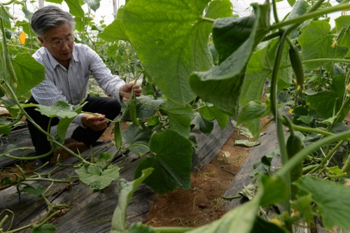 5月13日，在河北花香畦生態(tài)農(nóng)業(yè)科技有限公司有機(jī)蔬菜農(nóng)場(chǎng)雙膜溫室大棚內(nèi)，河北省農(nóng)協(xié)有機(jī)專(zhuān)業(yè)委員會(huì)專(zhuān)家在檢查有機(jī)黃瓜長(zhǎng)勢(shì)。