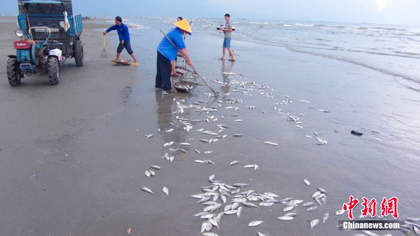 大量死魚(yú)涌上廣西白浪灘-魚(yú)身破損疑遭電炸3