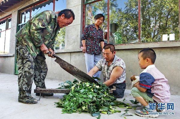 　7月14日，王曉兵（右二）和父親一起給羊鍘草。