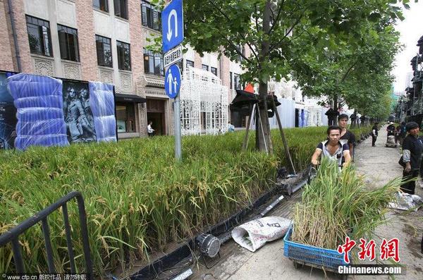 2014年9月14日，地處上海外灘源的圓明園路被布置成了一片“水稻田”，長2、3百米、寬7、8米“水稻田”基本覆蓋了整條馬路。