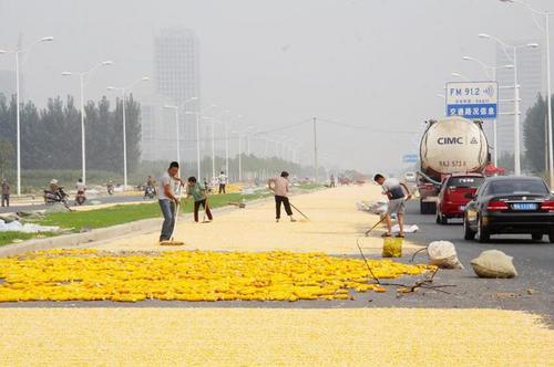 　圖為公路兩側(cè)鋪滿玉米，車輛緩慢通過。