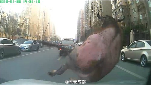 圖為民警開車撞擊這頭水牛。