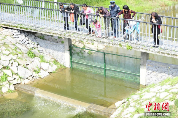 湖北宜昌現(xiàn)鯽魚跳“龍門”奇觀我要評(píng)論-2