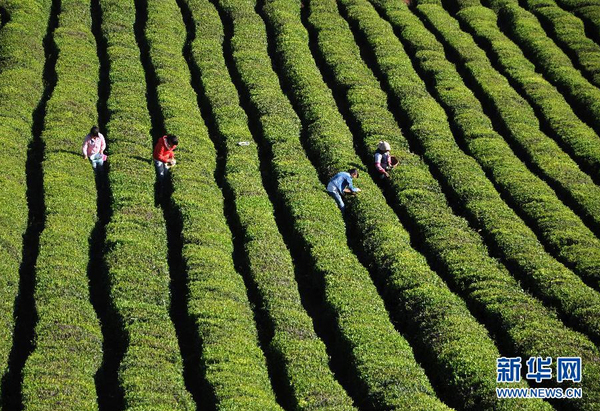 全國各產(chǎn)茶區(qū)迎來“明前茶”采摘高峰10