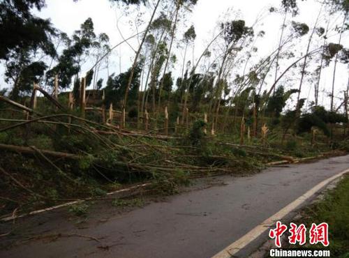 　廣安市武勝縣三溪、飛龍等鄉(xiāng)鎮(zhèn)境內(nèi)遭受狂風(fēng)雷電冰雹災(zāi)害大樹被吹斷。（王爵攝）