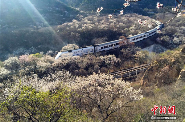 和諧號(hào)列車穿越居庸關(guān)花海 被贊開往春天的列車6