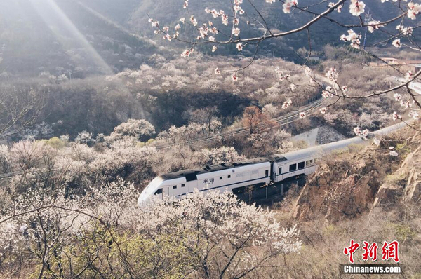 和諧號(hào)列車穿越居庸關(guān)花海 被贊開往春天的列車2