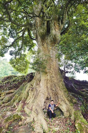 22套房換8棵楠木村民斷然拒絕3