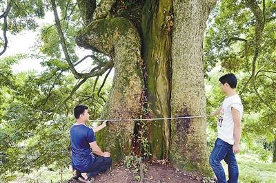 22套房換8棵楠木村民斷然拒絕2