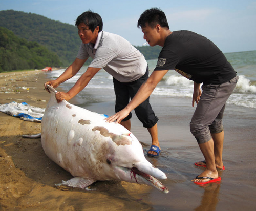 　中華白海豚擱淺1