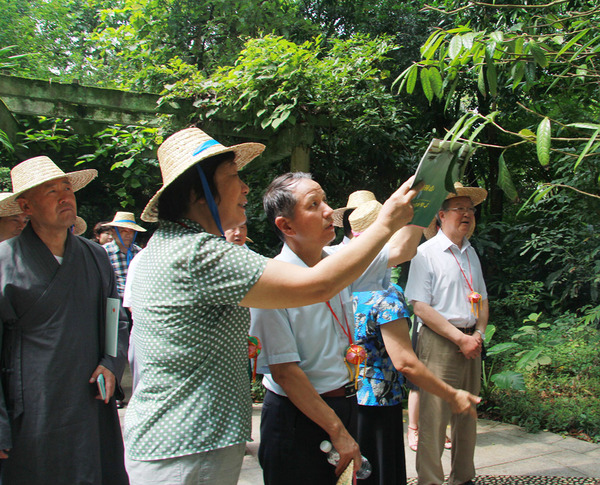 在廣西藥用植物園，考察組成員見(jiàn)到了被稱為“植物界大熊貓”的金花茶