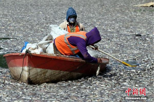 印尼一湖內(nèi)現(xiàn)數(shù)千死魚 或為水溫變化所致2