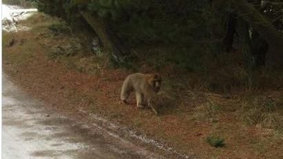 丹麥一只狒狒逃離動物園在城鎮(zhèn)游蕩警方追捕（圖）