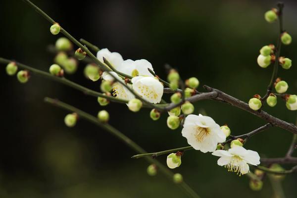 梅花經(jīng)常出現(xiàn)在除歲迎新詩(shī)作中