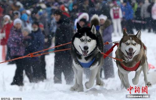 當?shù)貢r間2月22日，俄羅斯符拉迪沃斯托克舉辦狗狗拉雪橇比賽，呆萌哈士奇展現(xiàn)實力。