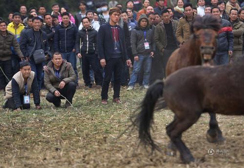 馬主和工作人員在一旁緊張地看著兩馬爭(zhēng)斗。