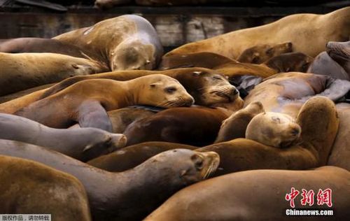 3個月百具海獅伏尸海灘或因人過度捕魚缺食物