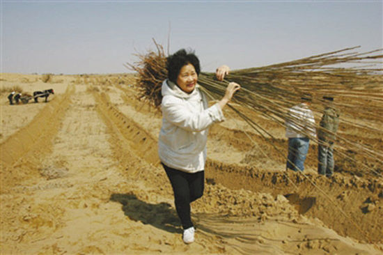 由于車子無法進(jìn)入沙漠，樹苗必須肩扛，年逾花甲的易解放每次都會帶頭參與。