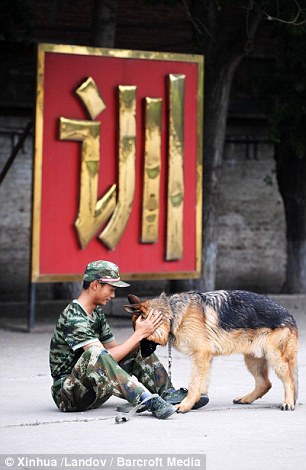 警犬排隊(duì)等吃飯網(wǎng)絡(luò)走紅(圖) 盤點(diǎn)中國(guó)警犬的犬種