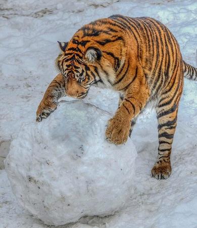 英國動物園老虎玩大雪球畫面被拍。