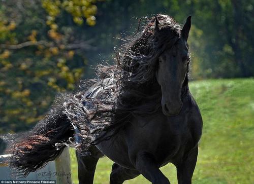 這匹馬屬于位于美國歐扎克山脈的Pinnacle Friesians，在社交媒體臉書主頁上它已經(jīng)擁有了超過12500位粉絲。