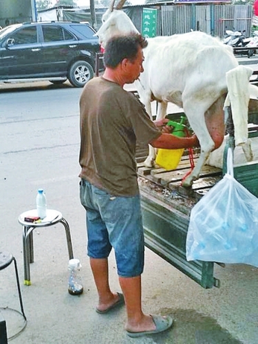  奶羊撒尿、拉屎都在三輪車斗里進行，衛(wèi)生狀況讓人擔憂。