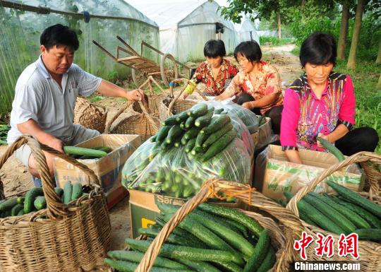 付天軍和聘用的殘友們一起將剛采摘的新鮮黃瓜包裝好。　胡洪濤 攝