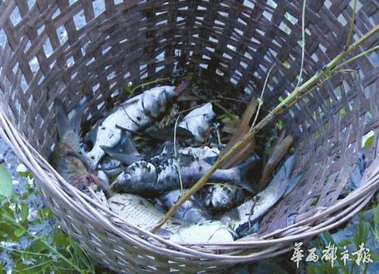 史德華家的魚(yú)塘受損，打撈起了大量死魚(yú)。