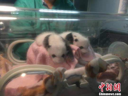 重慶動物園大熊貓“蘭香”雙胞胎幼崽順利度過危險(xiǎn)期