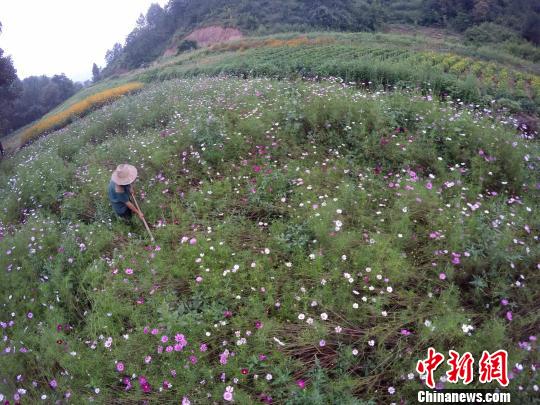 閑暇時(shí)，在花田里勞作，是一件讓陳新康覺得很幸福的事。　王中舉 攝