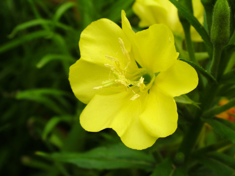 4類(lèi)花草養(yǎng)在室內(nèi)極毀健康