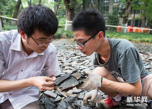 8月21日，市民在南京古生物博物館參加“砸化石”活動。