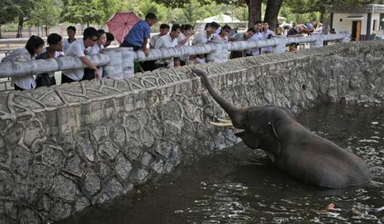 朝鮮平壤動物園里啥模樣？“狗屋”是最熱門景點