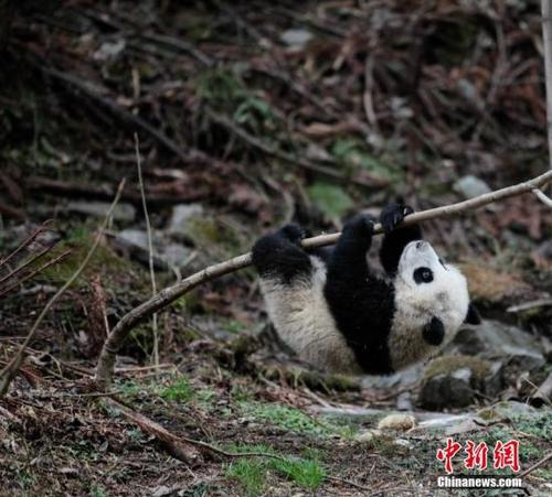 中國(guó)大熊貓野化訓(xùn)練。 鐘欣 攝