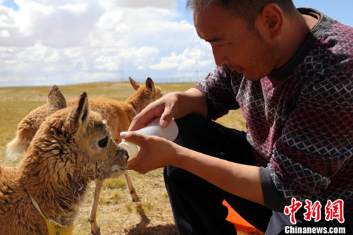 資料圖：小藏羚羊。<a target='_blank' href='http://www.chinanews.com/'>中新社</a>發(fā) 趙凜松 攝