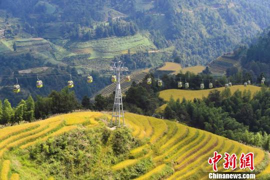 “十一”黃金周期間，層層疊疊的龍脊梯田猶如“大地鋪金”，美不勝收?！∨酥鞠?攝