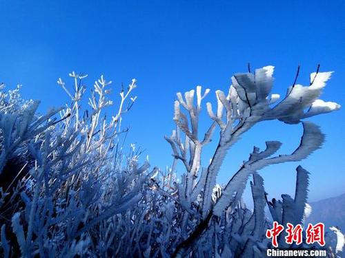 新一輪降溫致廣東金子山再現(xiàn)冰雪美景?！∵B清 攝