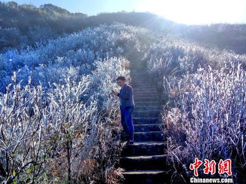 新一輪降溫致廣東金子山再現(xiàn)冰雪美景。　連清 攝