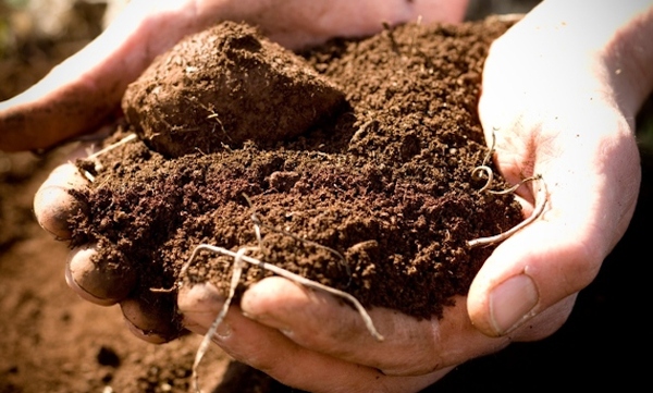 wine soil