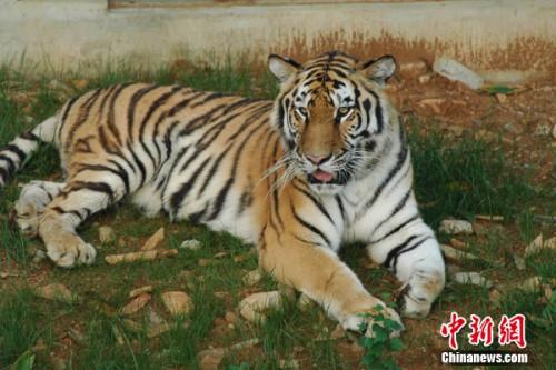 圖為合肥野生動(dòng)物園的老虎。園方供圖