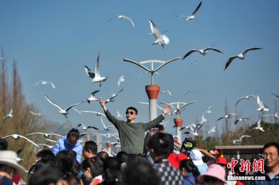 2月4日，春節(jié)長假剛剛結(jié)束，仍然有大批游客聚集到昆明滇池邊，觀鷗喂鷗，與紅嘴鷗一起共享昆明暖陽和藍(lán)天。<a target='_blank' href='http://www.chinanews.com/'>中新社</a>記者 任東 攝