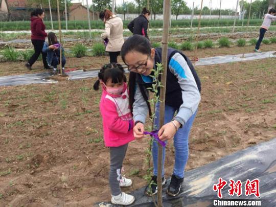 熊家廟辦事處女干部張海艷在春季農(nóng)業(yè)生產(chǎn)時帶著孩子幫助農(nóng)民為新栽樹苗定枝。　侯志雄 攝