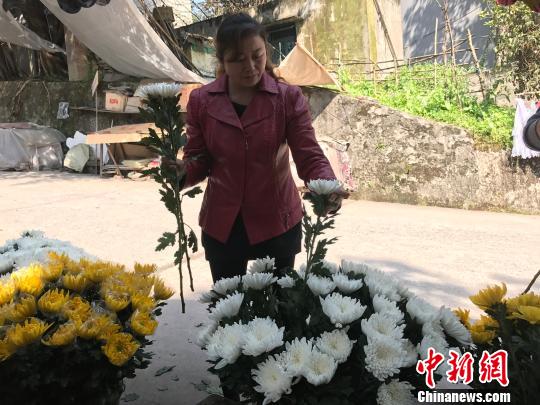 圖為市民挑選鮮花為祭掃做準(zhǔn)備?！＄婌?攝