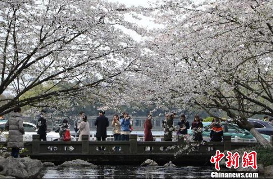 圖為杭州西湖的太子灣公園?！⊥鮿?攝