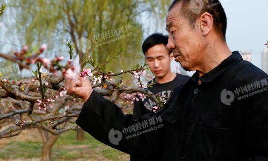 p30-1-胡偉和父親在自家地里，他們近年來(lái)專門(mén)種植桃子。他們身后是一處商業(yè)樓盤(pán)。