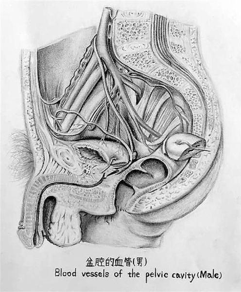 人體解剖學(xué)繪圖比賽參賽作品。