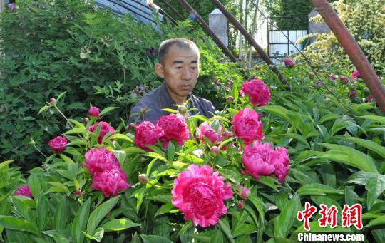 任建德2008年把花苗裝在袋子里從洛陽(yáng)背回新疆。圖為他定植了第四年的芍藥。　沈睿燕 攝